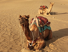 两只坐在沙漠里休息的骆驼
