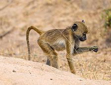 尼雷尔国家公园里一只小狒狒
