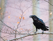 一只乌鸦坐在树枝上