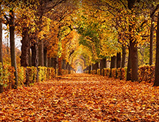 维也纳美泉宫公园的秋叶