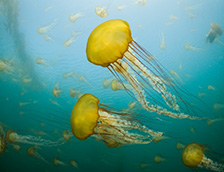 卡梅尔海岸的太平洋海荨麻水母