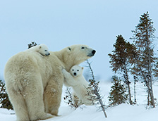 北极熊妈妈和幼崽