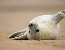 诺福克海滩上的灰海豹幼崽