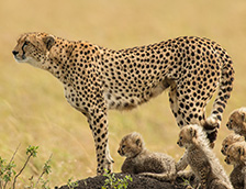 一只猎豹妈妈和她的幼崽