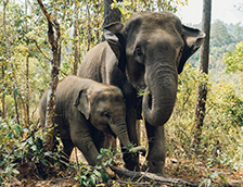 正在进食的大象与它的宝宝