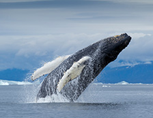 迪斯科湾里的座头鲸