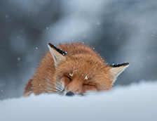 睡在雪地里的赤狐