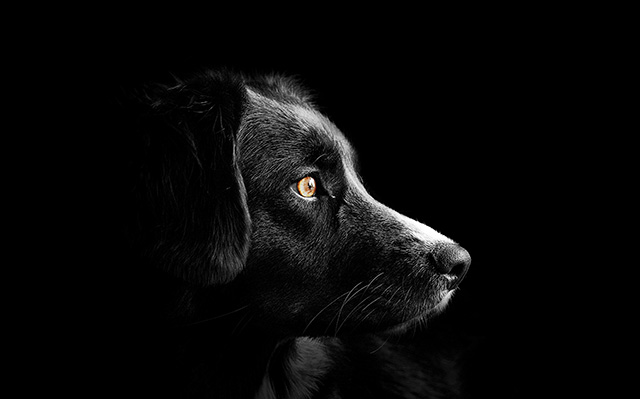 一只黑色小狗头部特写