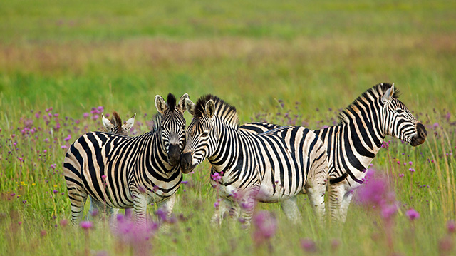 南非自然保护区的斑马