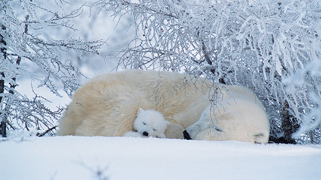 两只北极熊在加拿大睡觉