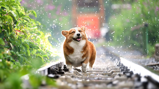 一只在铁路上戏水的小狗