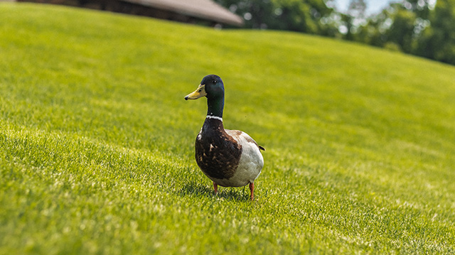 一只可爱的鸭子正在觅食