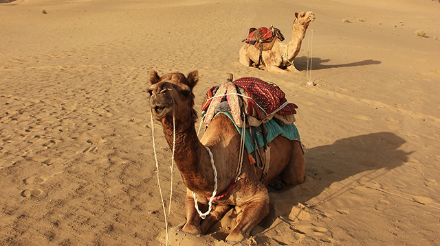 两只坐在沙漠里休息的骆驼