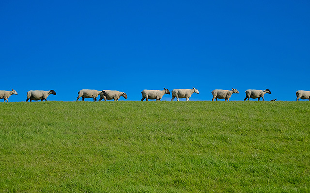 一群绵羊路过绿色的草地