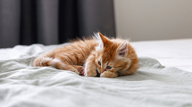 一只小橘猫正在床上睡觉