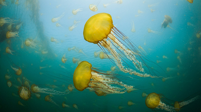 卡梅尔海岸的太平洋海荨麻水母