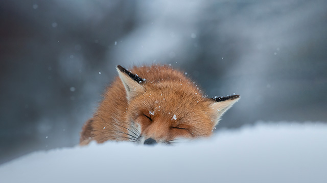 睡在雪地里的赤狐