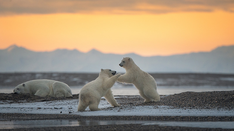 玩耍的北极熊幼崽