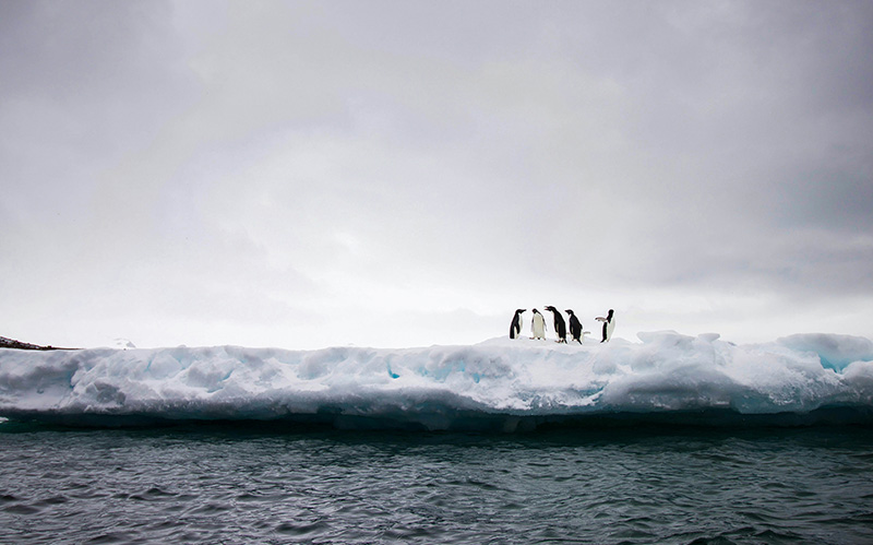 冰雪上的一群企鹅