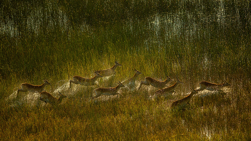 红驴羚群穿越奥卡万戈三角洲的沼泽平原