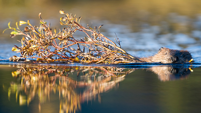 奇迹湖附近池塘里的北美海狸