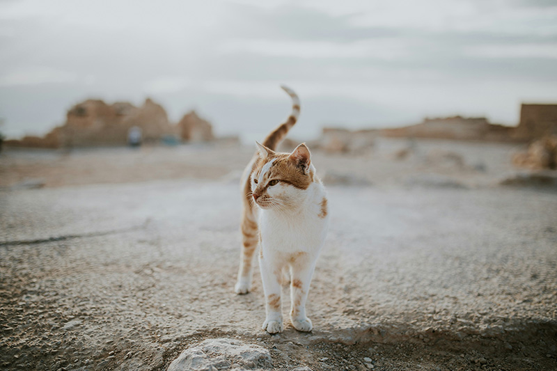 可爱又迷人的虎斑猫