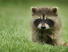 草坪上一只可爱的浣熊
