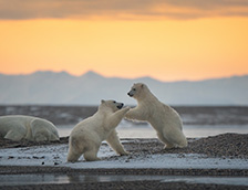 玩耍的北极熊幼崽
