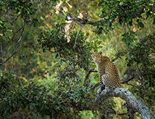克鲁格国家公园树上的豹子