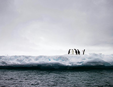 冰雪上的一群企鹅
