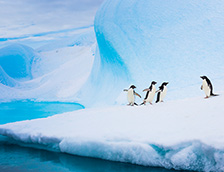 南极洲冰山上的阿德利企鹅