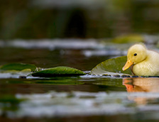 一只小鸭子在水草地上游泳