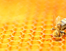 一只蜜蜂正在照料蜂巢