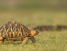 印度星龟正在寻找一个庇护所