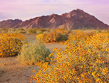 索诺拉沙漠春天盛开的沙漠毒菊