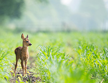 绿草地上的米色小鹿