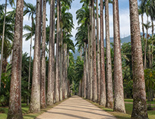 巴西里约热内卢植物园