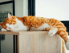 一只猫咪正在睡觉