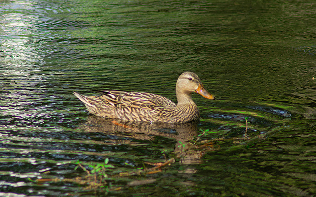 一只鸭子在水里游泳