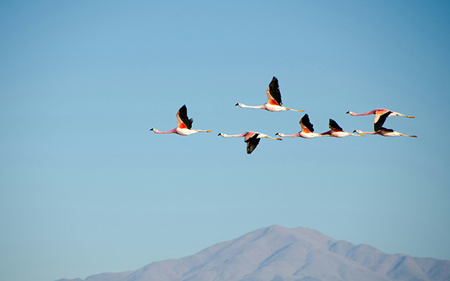 一群火烈鸟正在向南飞