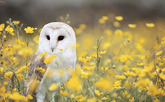 花丛里里的大脸猫头鹰