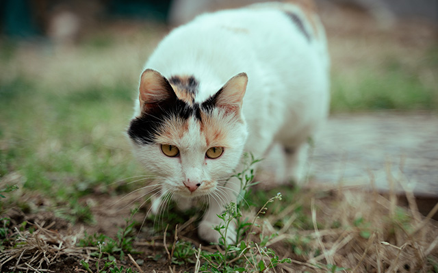 一只狸花猫注视着你