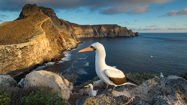 纳斯卡鲣鸟等待前往加拉帕戈斯群岛