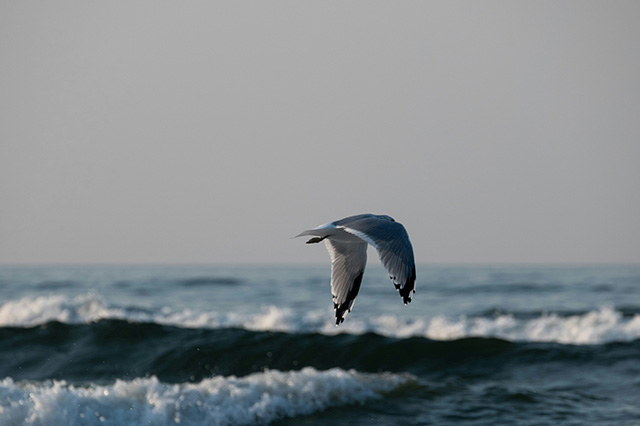 水面上飞行的海鸥