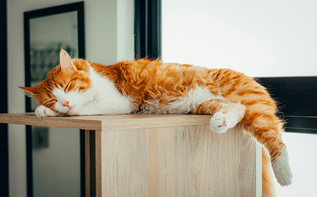 一只猫咪正在睡觉
