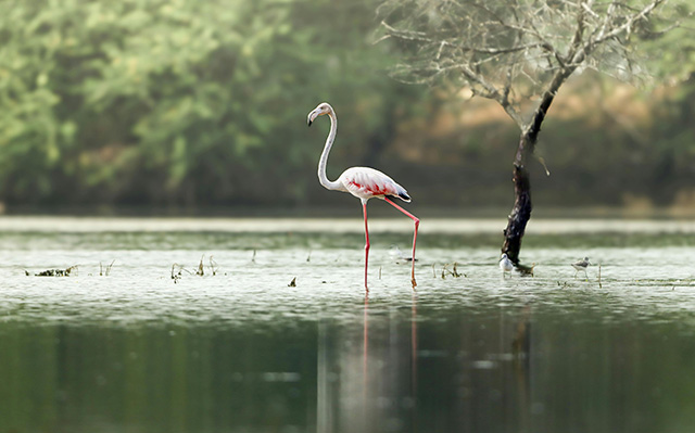 库丹库拉姆湿地优雅的火烈鸟