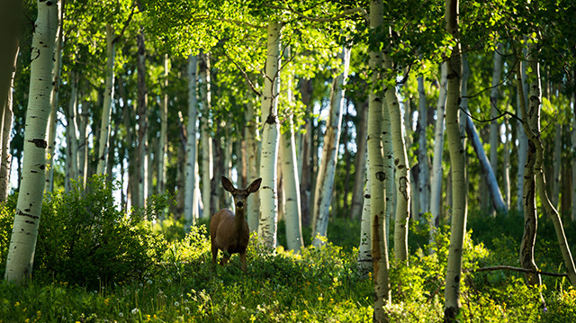 白杨林里的一只雌鹿