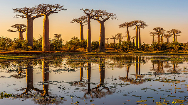 日落时分的猴面包树