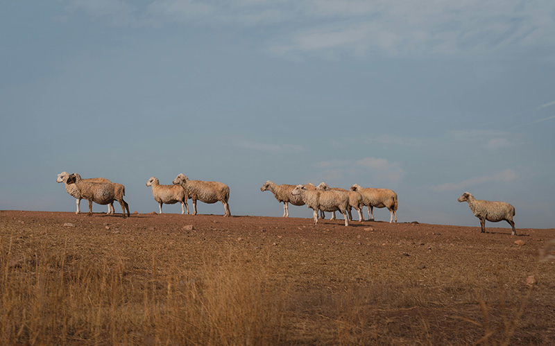 安卡拉宁静的山坡上的羊群