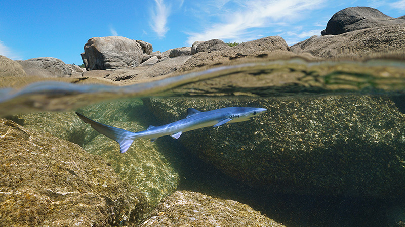 加利西亚海域游弋的幼年大青鲨